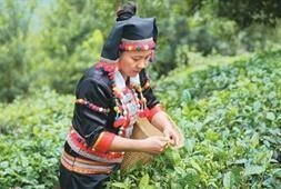 竹筒藏香 时光酿“酸”！《人民日报海外版》整版聚焦云南德宏州德昂族酸茶